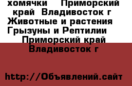 хомячки  - Приморский край, Владивосток г. Животные и растения » Грызуны и Рептилии   . Приморский край,Владивосток г.